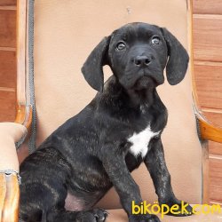 CANE CORSA YAVRULARI 3