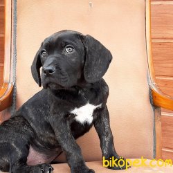 CANE CORSA YAVRULARI 4