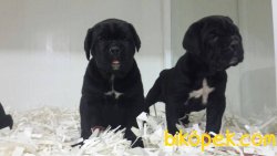 CANE CORSA  YAVRULARI 2
