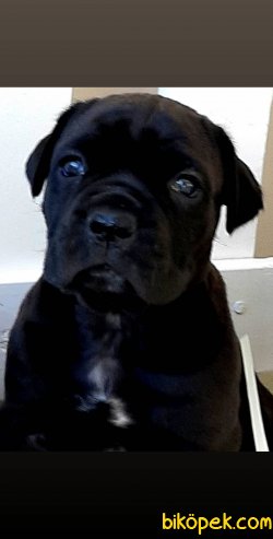CANE CORSA YAVRULARI 2
