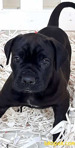 CANE CORSA YAVRULARI 1