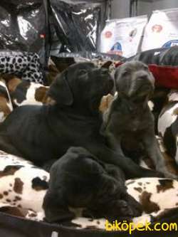 King Cane Corsa Yavruları 4