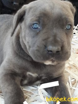 CANE CORSA YAVRULARI Detaylar  Icın  Iletısıme Gecın 2