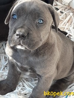 CANE CORSA YAVRULARI Detaylar  Icın  Iletısıme Gecın 3