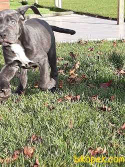 Cane Corsa Yavruları Istanbul 3