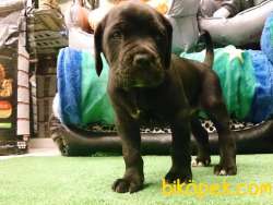 Cane Corsa Yavrulari Üst Kalite 4