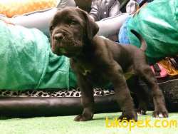 Cane Corsa Yavrulari Üst Kalite 3