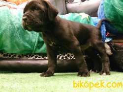 Cane Corsa Yavrulari Üst Kalite 5