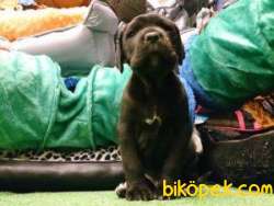 Cane Corsa Yavrulari Üst Kalite 2