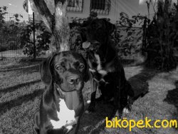 Cane Corsa Yavrularım 2