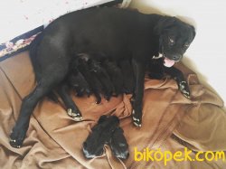 Cane Corsa Yavrularım 3