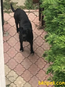 Cane Corsa Yavrularım 1