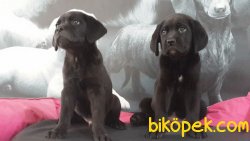 CANE CORSA YAVRULARIMIZ 5