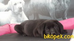 CANE CORSA YAVRULARIMIZ 4