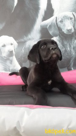 CANE CORSA YAVRULARIMIZ 3