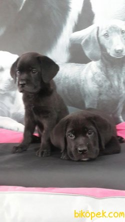 CANE CORSA YAVRULARIMIZ 3