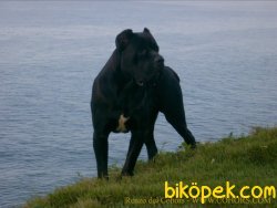CANE CORSA YAVRULARIMIZ 1