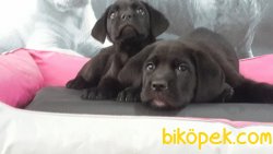 CANE CORSA YAVRULARIMIZ 4