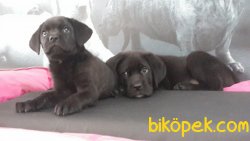 CANE CORSA YAVRULARIMIZ 5
