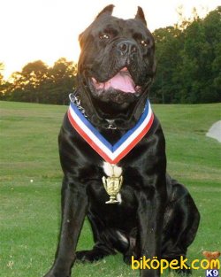 CANE CORSA YAVRULARIMIZ 1