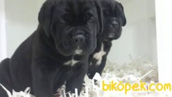 CANE CORSA YAVRULARIMIZ 1