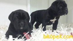 CANE CORSA YAVRULARIMIZ 2