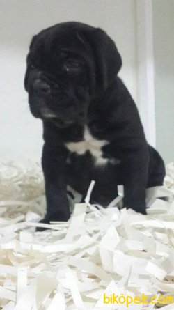 CANE CORSA YAVRULARIMIZ 3