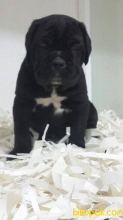 CANE CORSA YAVRULARIMIZ 4