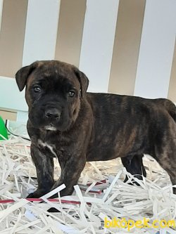 CANE CORSA YAVRULARIMIZ 1