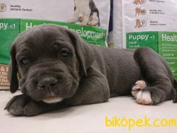 Kralların Köpeği̇ Cane Corso 5