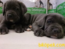 Kralların Köpeği̇ Cane Corso 3