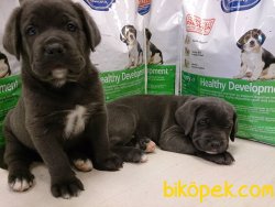 Kralların Köpeği̇ Cane Corso 4