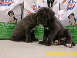 Kralların Köpeği̇ Cane Corso 1