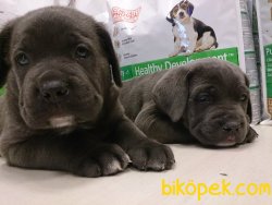Kralların Köpeği̇ Cane Corso 2
