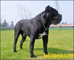 CANE CORSA YAVRULARIMIZ 3