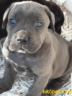 Blue CANE CORSA YAVRULARIMIZ 1