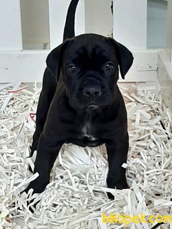 CANE CORSA YAVRULARIMIZ 3