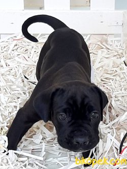 CANE CORSA YAVRULARIMIZ 2