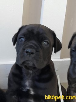 CANE CORSA YAVRULARIMIZ 4