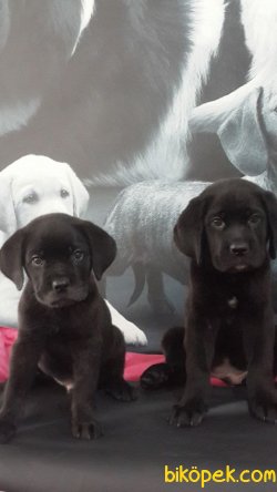 CANE CORSA YAVRULARIMIZ 1