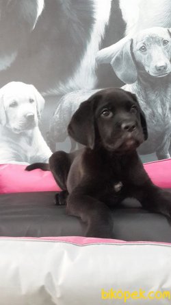 CANE CORSA YAVRULARIMIZ 3