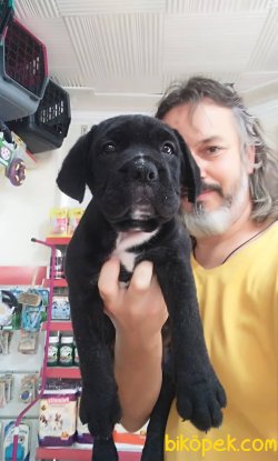 Cane Corse Yavru 1