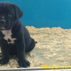 Cane Corse Yavru 3