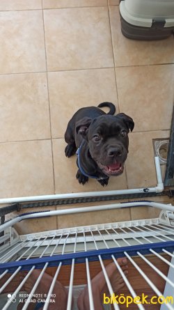 Cane Corso 2 Aylık Yavru 1