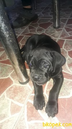 Cane Corso 2 Aylık Yavru 2