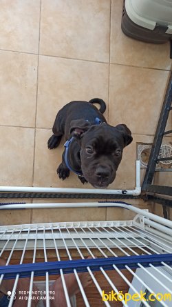Cane Corso 2 Aylık Yavru 3