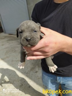 CANE CORSO 3
