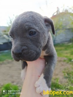 CANE CORSO 1