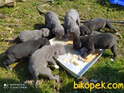 CANE CORSO 5