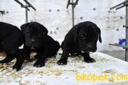 Cane Corso 3
